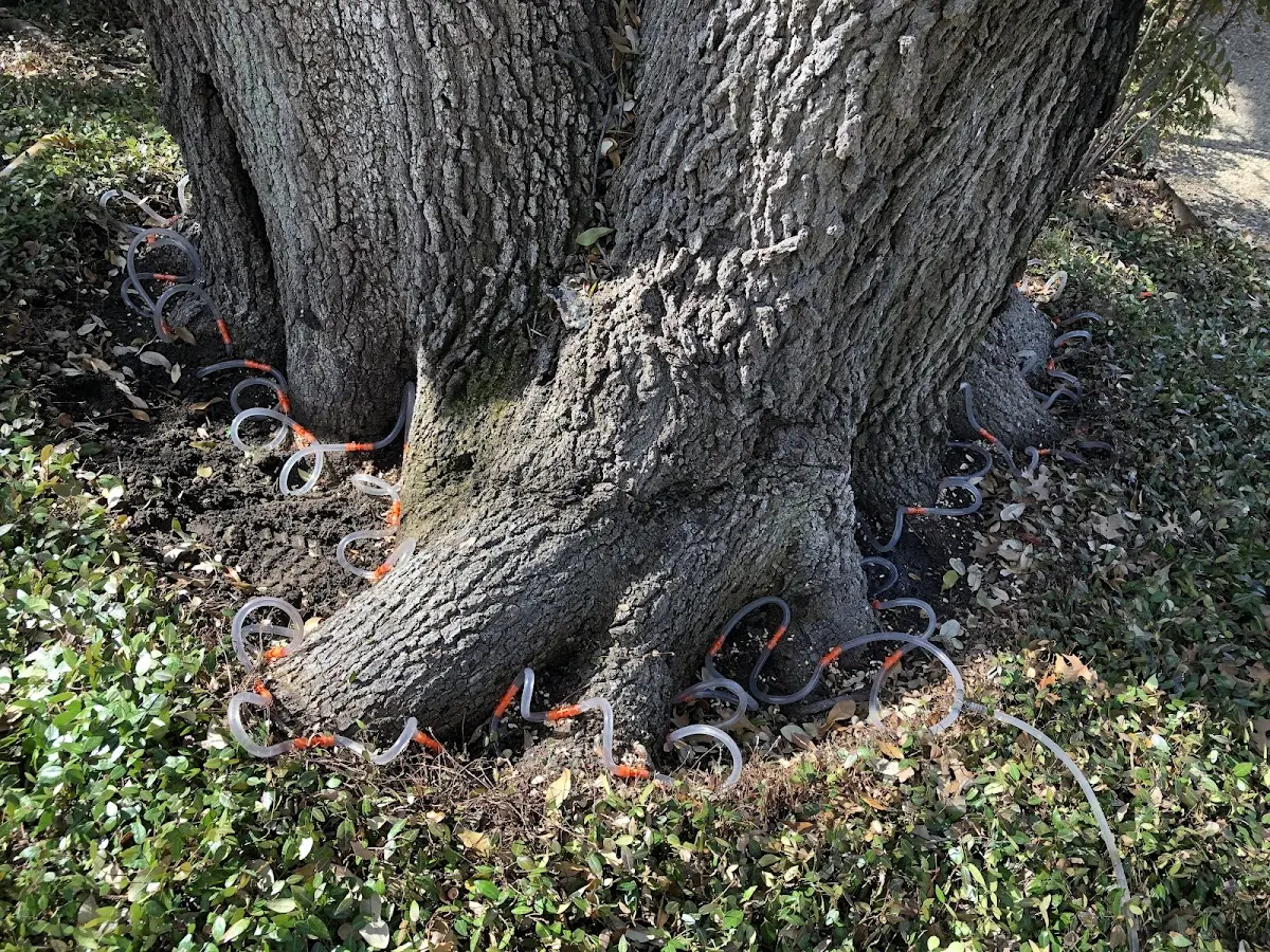 Detailed Tree Cabling and Bracing job site in Wantagh