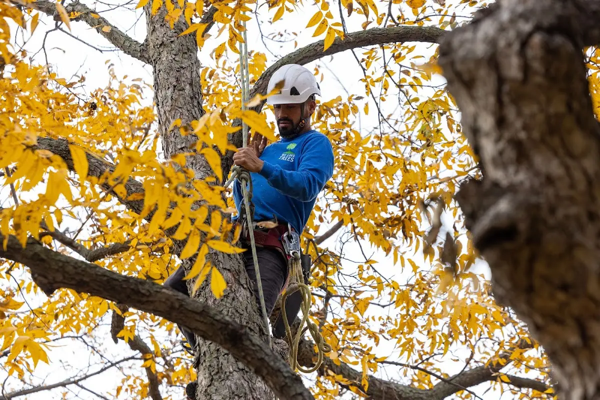 Skilled Tree Planting crew working in Wantagh